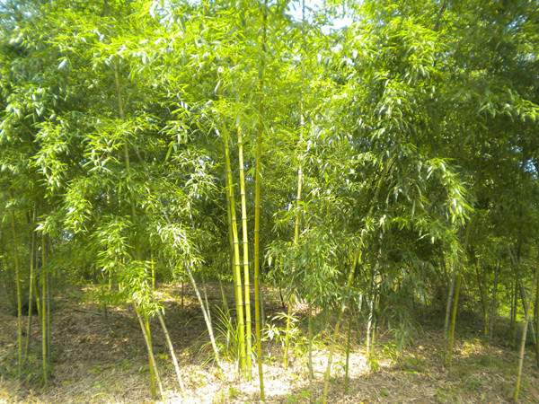「黃槽竹」最新黃槽竹_價(jià)格_圖片_產(chǎn)地報(bào)價(jià)表-江蘇沭陽(yáng)長(zhǎng)景園林苗木場(chǎng)