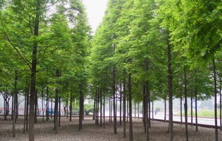 江西水杉種苗 江西水杉種苗價(jià)格 江西水杉種苗批發(fā) 九江水杉苗木
