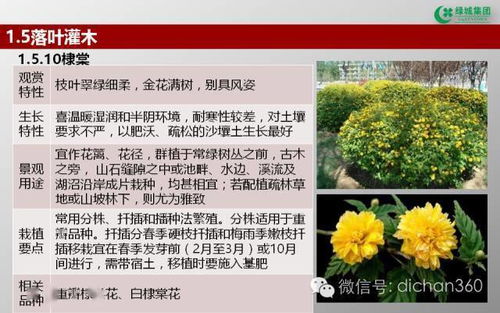 綠城集團(tuán)園林軟景苗木圖譜與綠化應(yīng)用